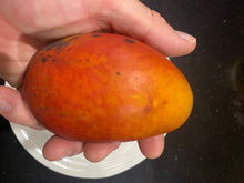 Load image into Gallery viewer, Dwarf Mango | Alison Red
