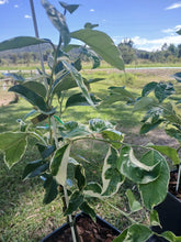 Load image into Gallery viewer, Lemon | Variegated Eureka Lemon
