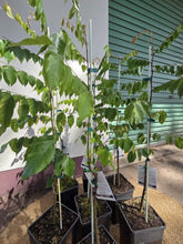 Load image into Gallery viewer, Star Fruit | Carambola
