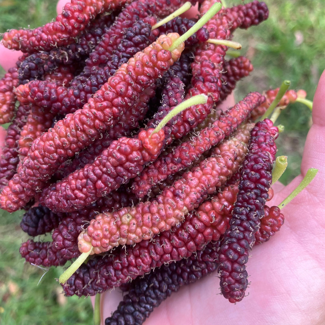 Shaitoot Mulberry | Dwarf Red Shahtoot – Buy Now from Fruit Tree Cottage