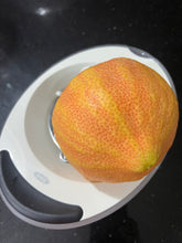 Load image into Gallery viewer, Lemon | Variegated Eureka Lemon
