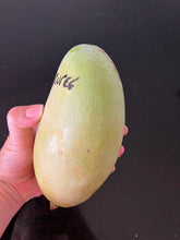 Load image into Gallery viewer, Mango | Rupee
