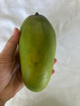 Load image into Gallery viewer, Mango | Dasheri
