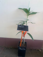Load image into Gallery viewer, Mango | Mallika
