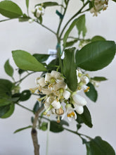 Load image into Gallery viewer, Grapefruit | Oro Blanco
