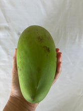 Load image into Gallery viewer, Mango | Tuong
