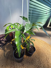 Load image into Gallery viewer, Dwarf Mango | Pickering
