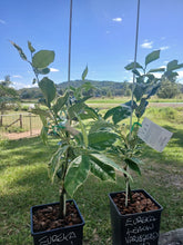 Load image into Gallery viewer, Lemon | Variegated Eureka Lemon
