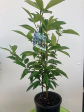 Load image into Gallery viewer, Grumichama | Brazilian Cherry
