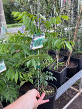 Load image into Gallery viewer, Curry Leaf tree | Herb
