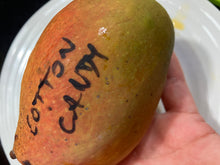 Load image into Gallery viewer, Mango | Cotton Candy
