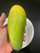 Load image into Gallery viewer, Mango | Elephant Tusk
