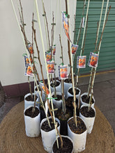 Load image into Gallery viewer, Persimmon | Fuyu
