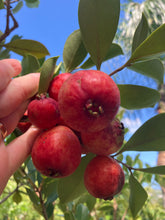 Load image into Gallery viewer, Guava | Red Cherry

