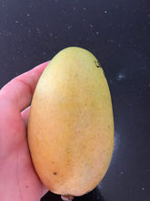 Load image into Gallery viewer, Mango | Lemon Zest
