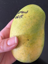 Load image into Gallery viewer, Mango | Lemon Zest
