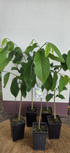 Load image into Gallery viewer, Custard Apple | Paxton Prolific
