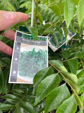 Load image into Gallery viewer, Curry Leaf tree | Herb
