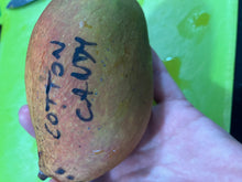 Load image into Gallery viewer, Mango | Cotton Candy
