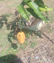 Load image into Gallery viewer, Mango | Cat Chu

