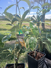 Load image into Gallery viewer, Lemon | Variegated Eureka Lemon
