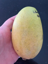 Load image into Gallery viewer, Mango | Lemon Zest
