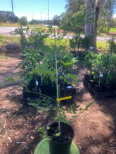 Load image into Gallery viewer, Moringa | Drumstick Tree
