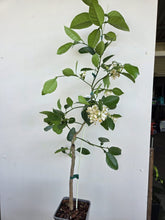 Load image into Gallery viewer, Grapefruit | Oro Blanco
