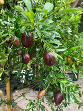 Load image into Gallery viewer, Australian Red Centre Lime | Finger Lime Hybrid
