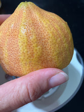 Load image into Gallery viewer, Lemon | Variegated Eureka Lemon
