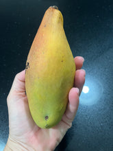 Load image into Gallery viewer, Mango | Totapuri
