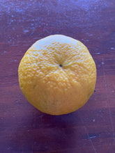 Load image into Gallery viewer, Orange | Appleby Smooth Seville Orange
