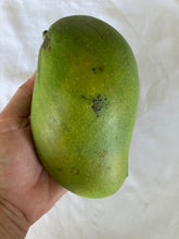 Load image into Gallery viewer, Mango | Dasheri
