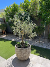 Load image into Gallery viewer, Olive | Bambalina Dwarf Ornamental
