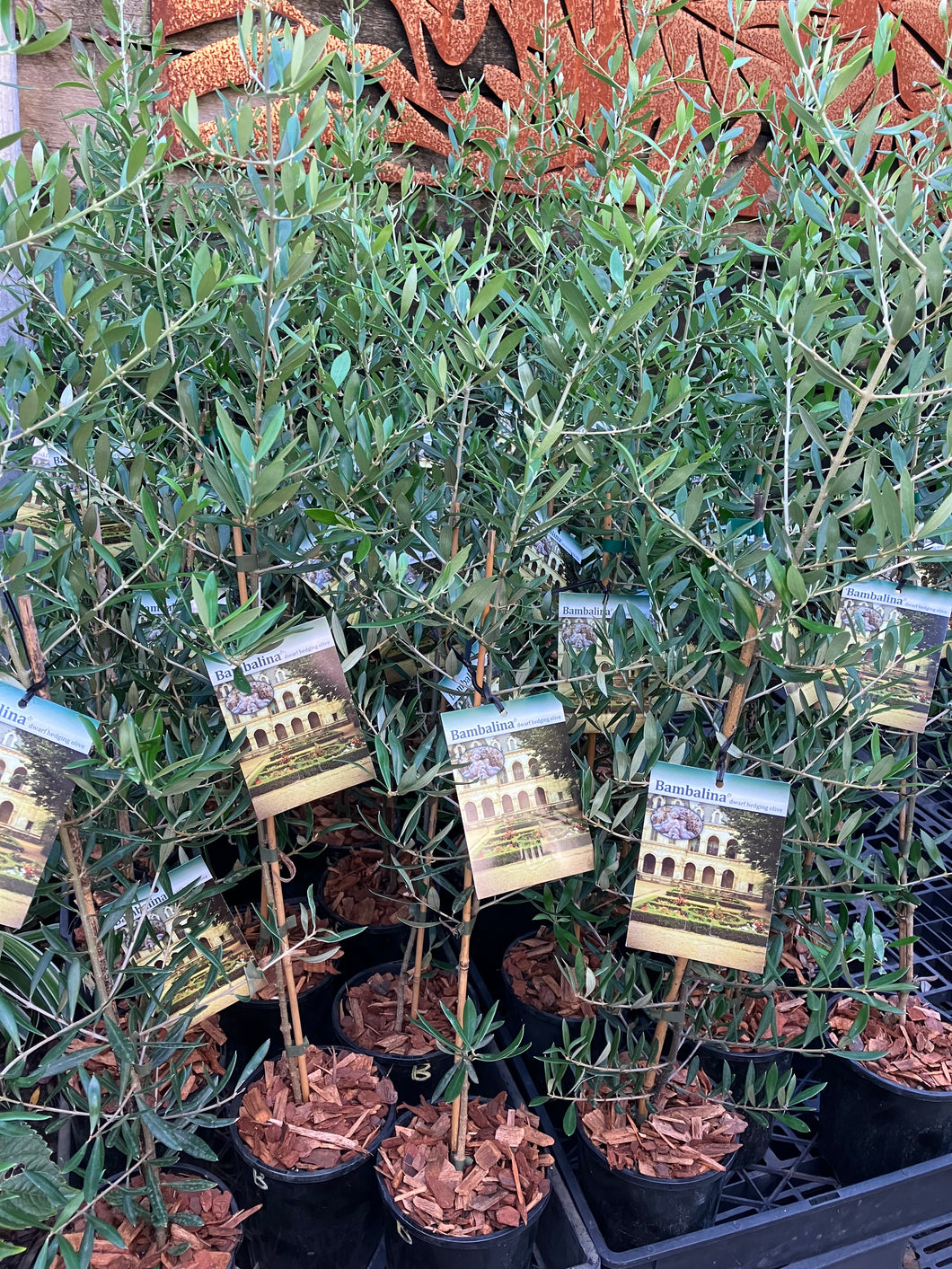Olive Bambalina Dwarf Ornamental Buy Now From Fruit Tree Cottage olive-bambalina-dwarf-ornamental-buy-now-from-fruit-tree-cottage