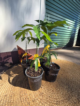 Load image into Gallery viewer, Dwarf Mango | Pickering

