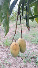 Load image into Gallery viewer, Mango | Haden
