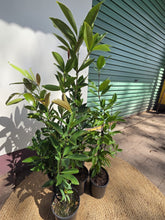 Load image into Gallery viewer, Grumichama | Brazilian Cherry
