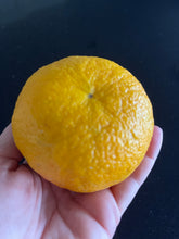 Load image into Gallery viewer, Orange | Appleby Smooth Seville Orange
