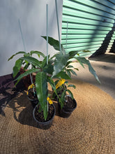 Load image into Gallery viewer, Dwarf Mango | Pickering
