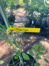 Load image into Gallery viewer, Moringa | Drumstick Tree
