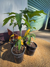 Load image into Gallery viewer, Dwarf Mango | Pickering
