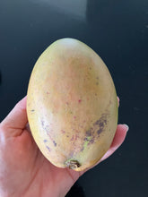 Load image into Gallery viewer, Mango | Sabre
