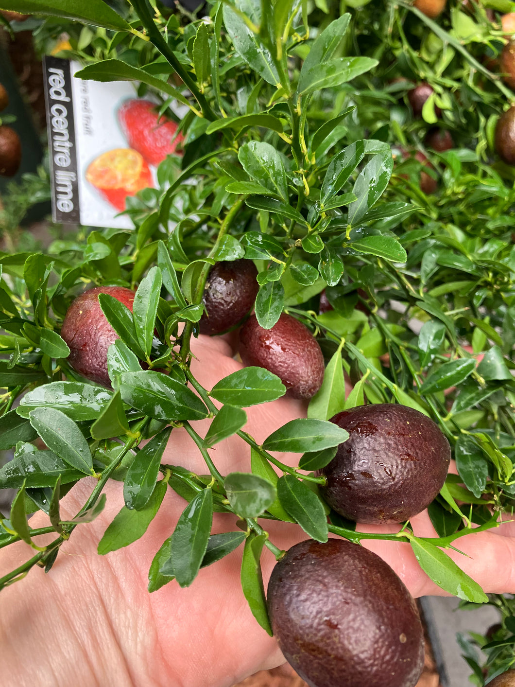 Australian Red Centre Lime | Finger Lime Hybrid