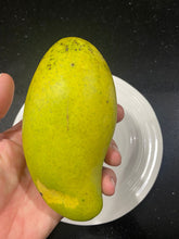 Load image into Gallery viewer, Mango | Kwan
