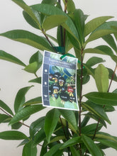 Load image into Gallery viewer, Grumichama | Brazilian Cherry
