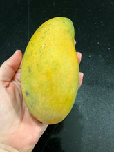 Load image into Gallery viewer, Mango | Tong Dum
