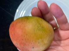 Load image into Gallery viewer, Mango | Cotton Candy
