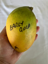 Load image into Gallery viewer, Mango | Early Gold

