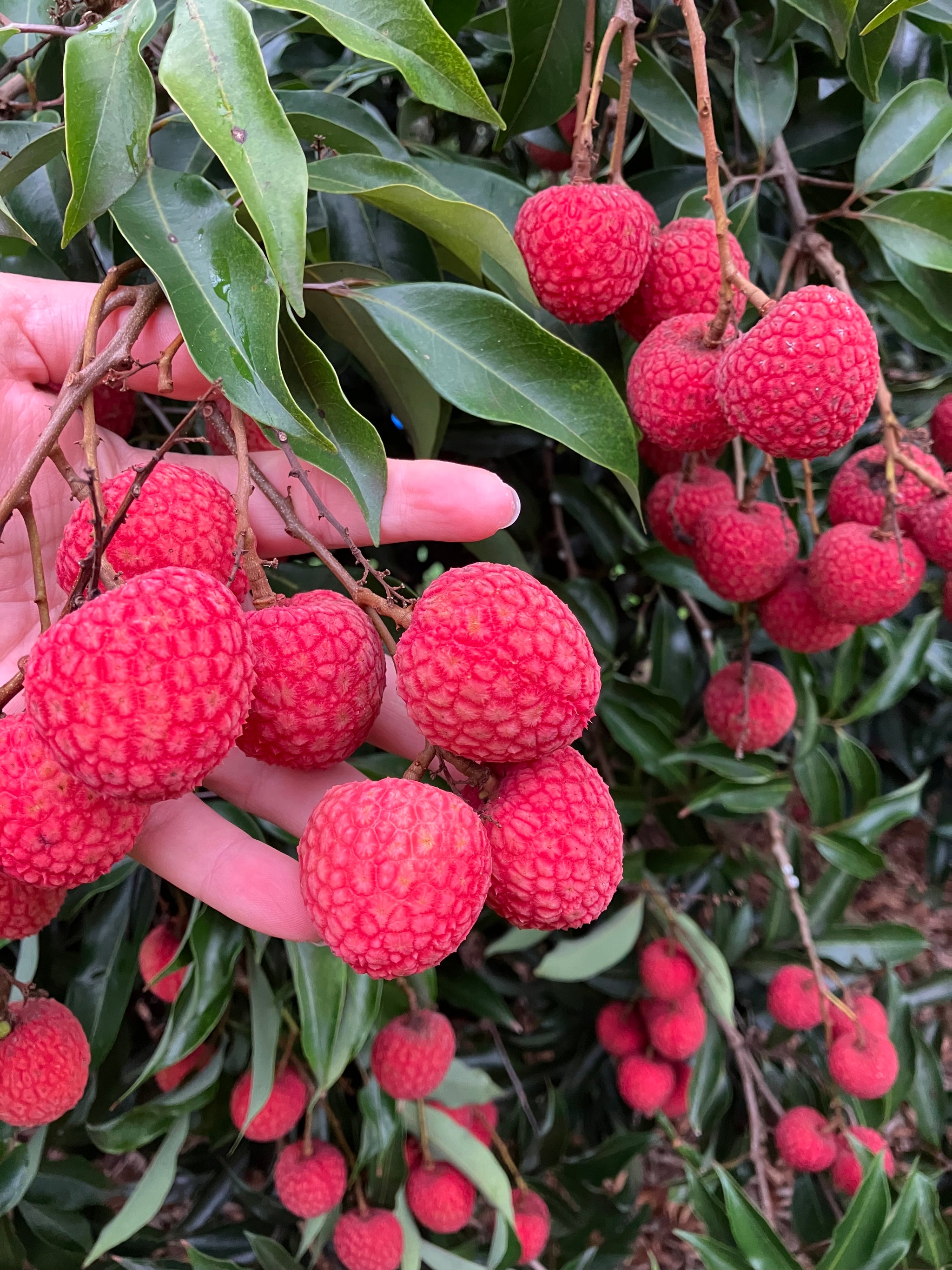 Lychee Baitaying Buy Now from Fruit Tree Cottage